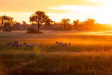 Botswana-Okavango Delta-Okavango Big Five Safari - 6 days